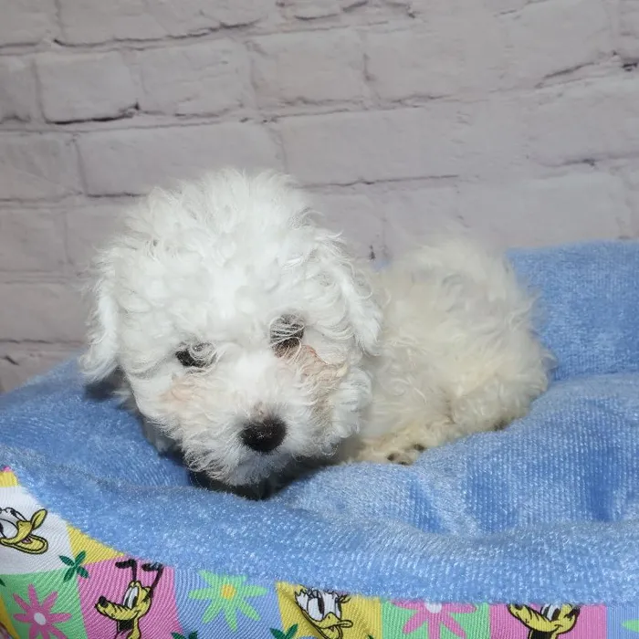 Male Bichon puppy named Ray for sale at Petland Monroeville.