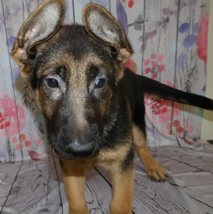 Male German Shepherd puppy named Alaric for sale at Petland Monroeville.