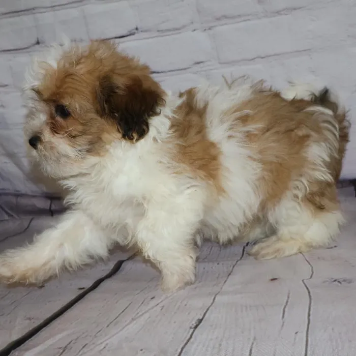Male Teddy Bear puppy named John for sale at Petland Monroeville.