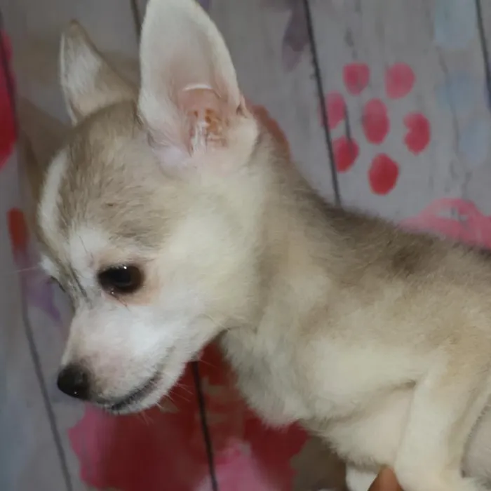 Male Alaskan Klee Kai puppy named Thomas for sale at Petland Monroeville.