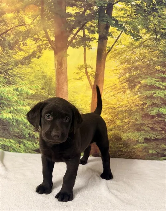 Female Labrador Retriever puppy for sale at Petland Monroeville.