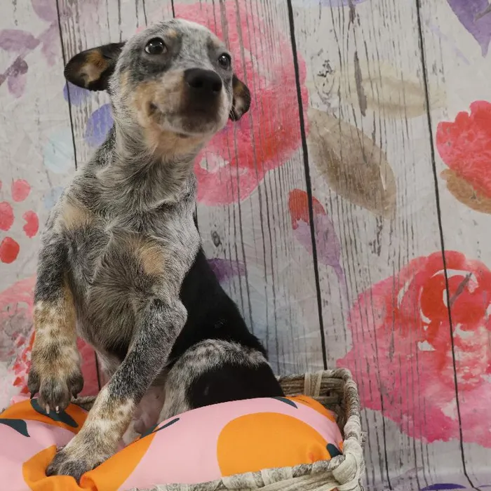 Male Australian Cattle Dog puppy named Mark for sale at Petland Monroeville.