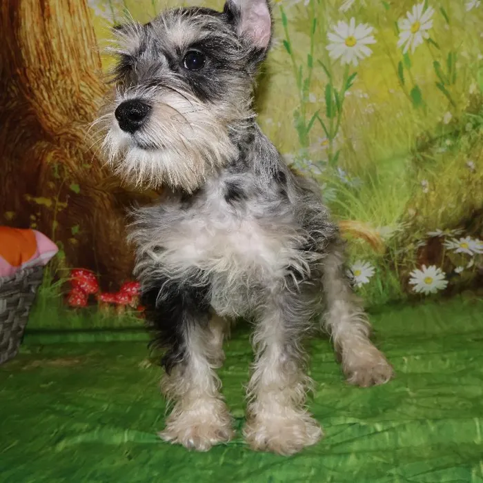 Male Mini Schnauzer puppy named Ash for sale at Petland Monroeville.