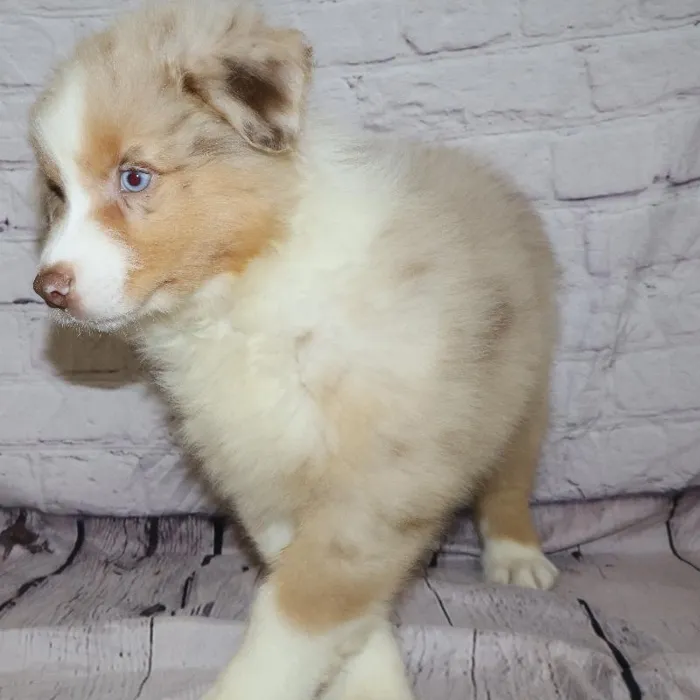 Male Australian Shepherd puppy named Kenneth for sale at Petland Monroeville.
