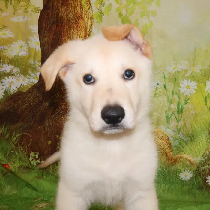 Male German Shepherd puppy named Henry for sale at Petland Monroeville.