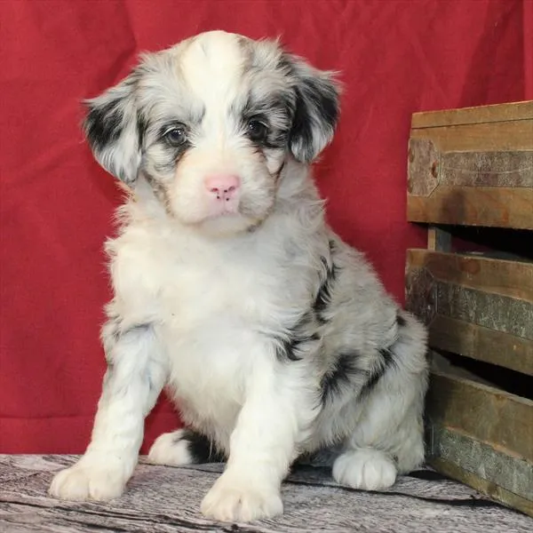 Female Aussiedoodle puppy named Betty for sale at Petland Monroeville.