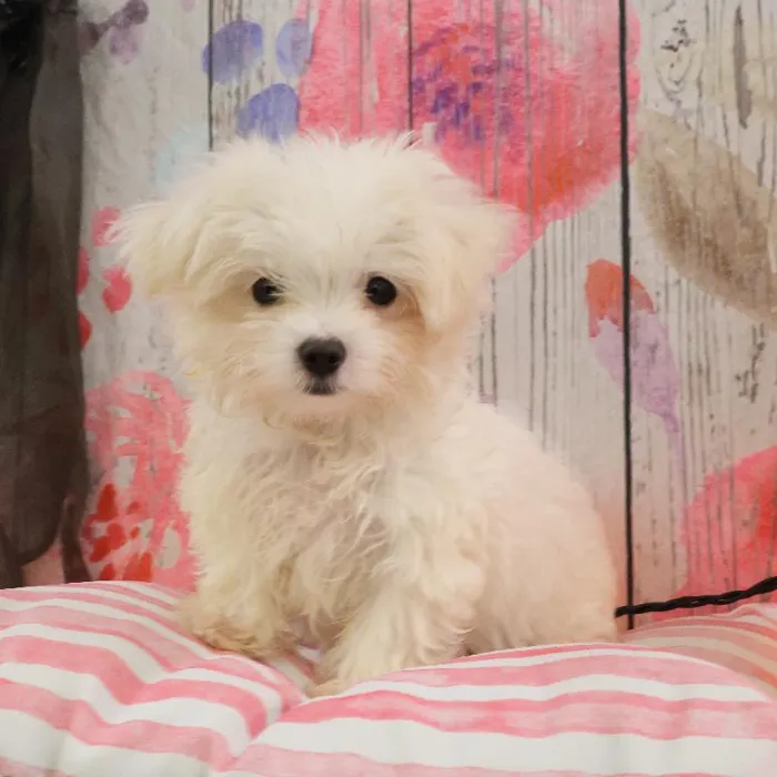 Male Maltese puppy named Robert for sale at Petland Monroeville.