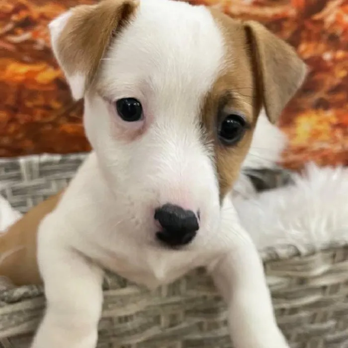 Male Jack Russell Terrier puppy for sale at Petland Monroeville.