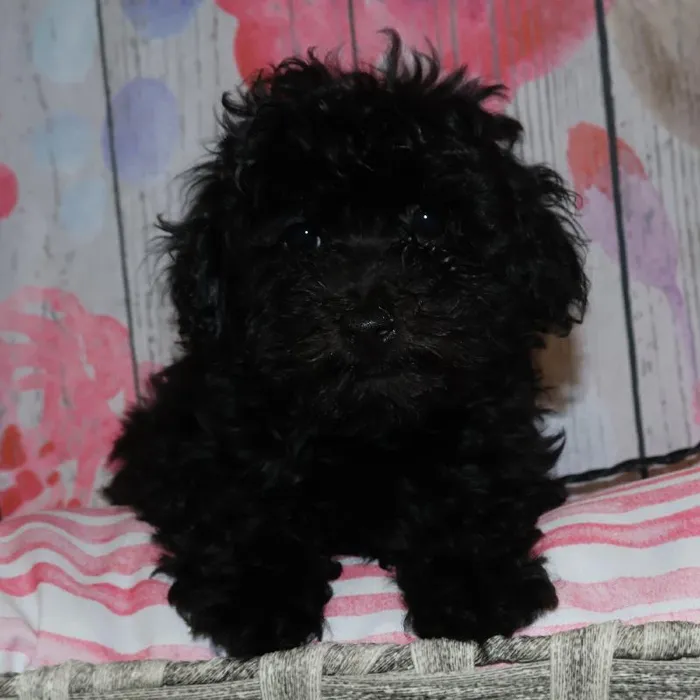 Male Yorkie-Poo puppy named Everett for sale at Petland Monroeville.