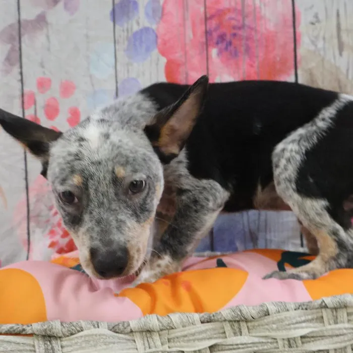 Male Australian Cattle Dog puppy named Mark for sale at Petland Monroeville.
