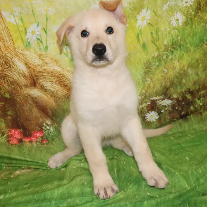 Male German Shepherd puppy named Henry for sale at Petland Monroeville.