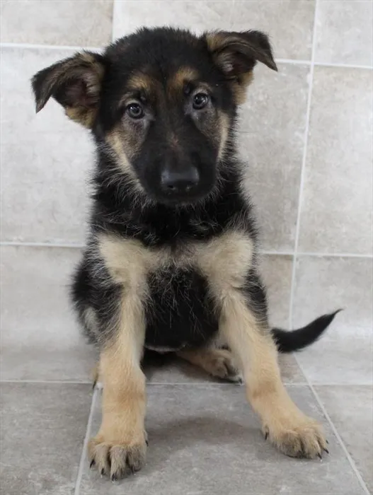 Female German Shepherd puppy for sale at Petland Monroeville.