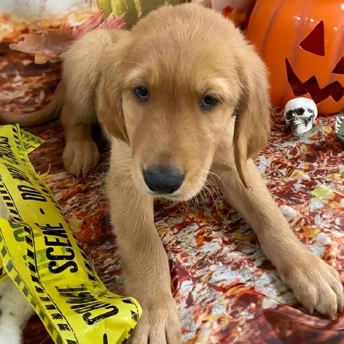 Male Golden Retriever puppy for sale at Petland Monroeville.