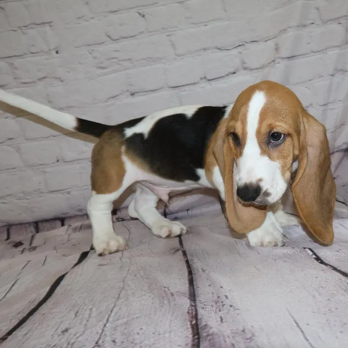 Male Basset Hound puppy for sale at Petland Monroeville.
