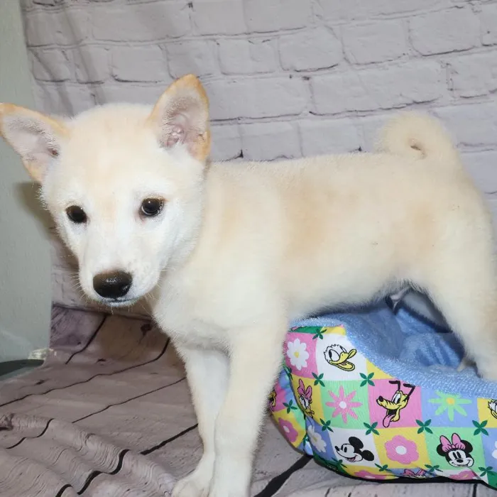 Male Shiba Inu puppy named Phillip for sale at Petland Monroeville.