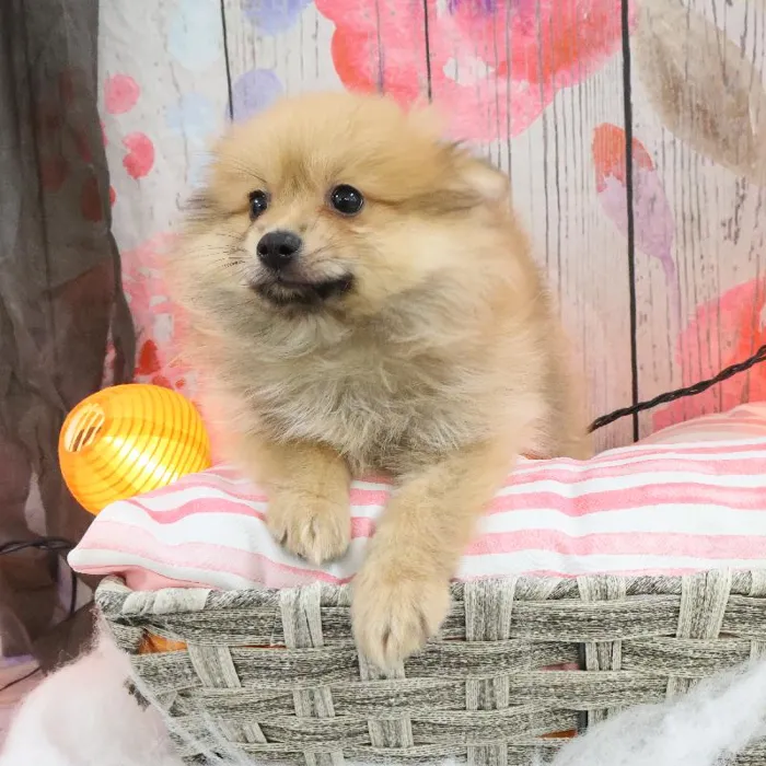 Male Pomeranian puppy named Miguel for sale at Petland Monroeville.