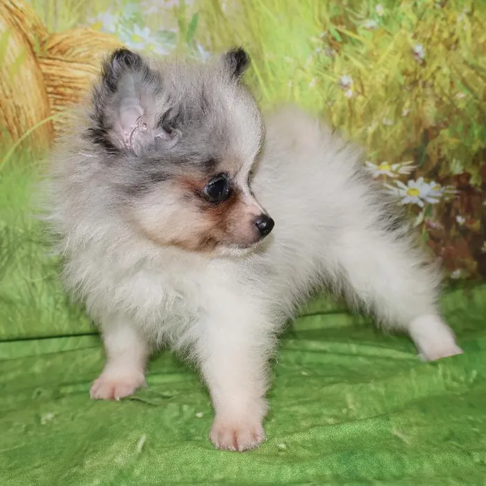 Male Pomeranian puppy named Mochi for sale at Petland Monroeville.