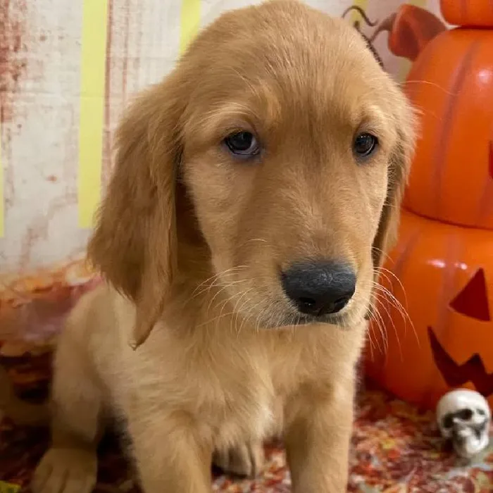 Male Golden Retriever puppy for sale at Petland Monroeville.