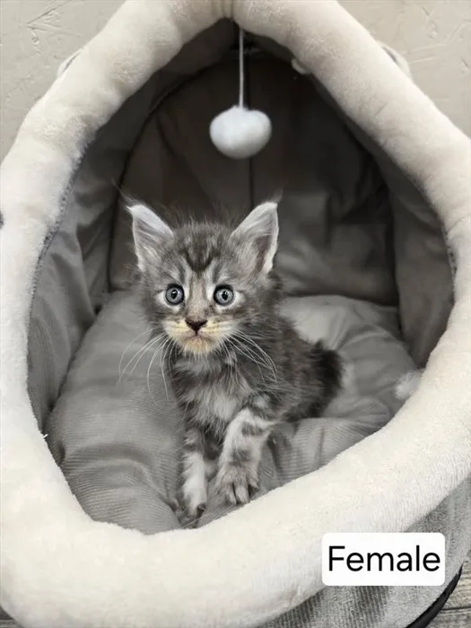 Female Maine Coon kitten named Regina for sale at Petland Monroeville.