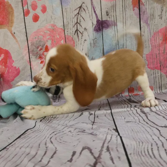 Male Beagle puppy named Craig for sale at Petland Monroeville.