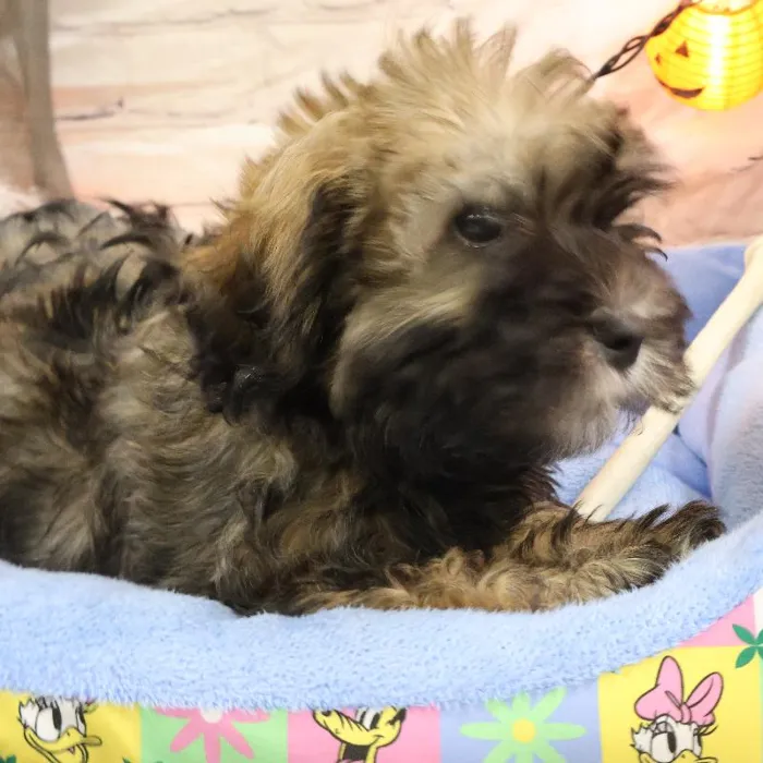 Male Havanese puppy named Carlos for sale at Petland Monroeville.