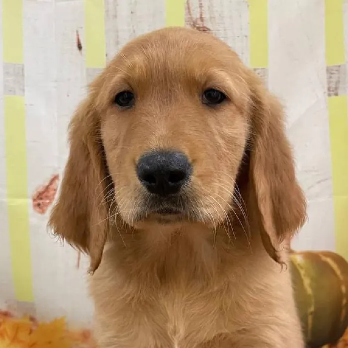 Male Golden Retriever puppy for sale at Petland Monroeville.