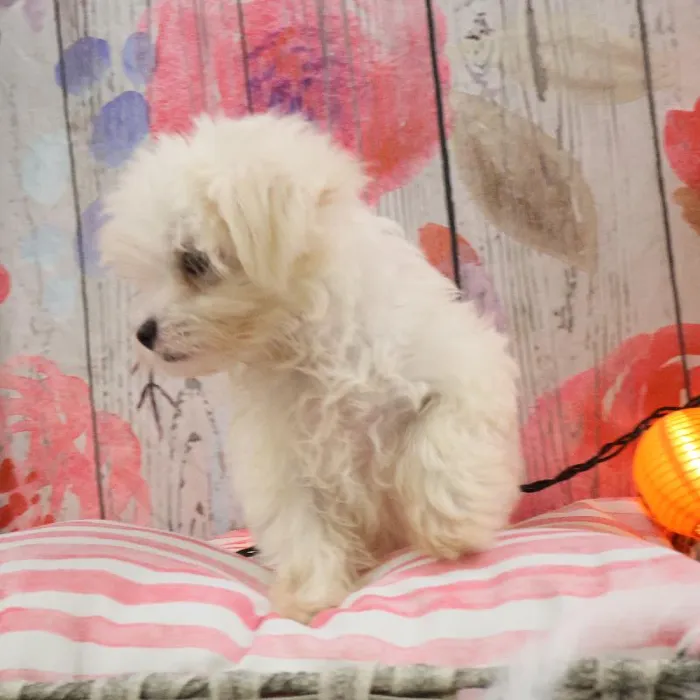Male Maltese puppy named Robert for sale at Petland Monroeville.