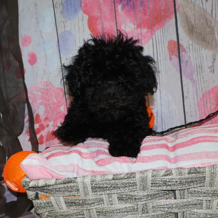 Male Yorkie-Poo puppy named Everett for sale at Petland Monroeville.