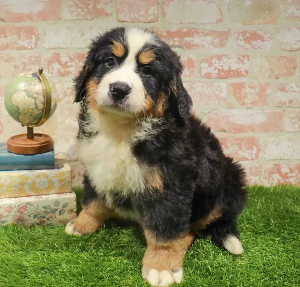 Male Bernese Mountain Dog puppy named James for sale at Petland Monroeville.