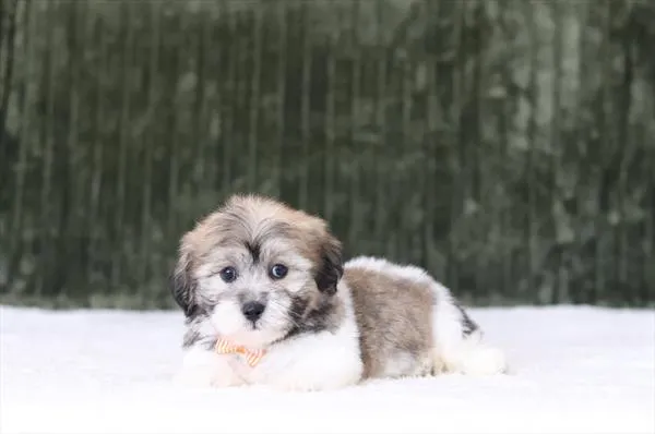 Male Teddy Bear puppy named Tim for sale at Petland Monroeville.