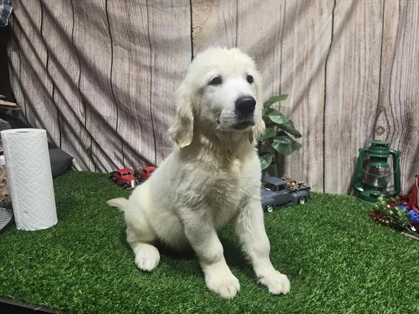 Male Golden Retriever puppy named Kevin for sale at Petland Monroeville.