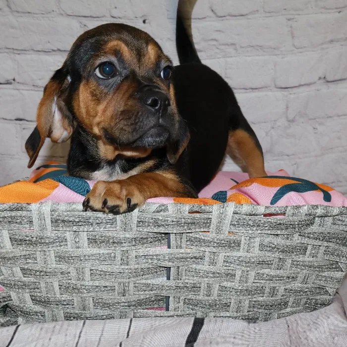 Male Puggle puppy named Joseph for sale at Petland Monroeville.