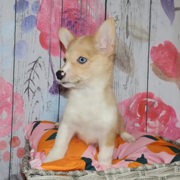 Female Pembroke Welsh Corgi puppy named Gayle for sale at Petland Monroeville.