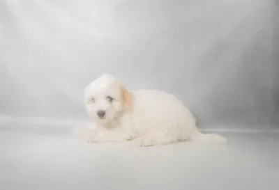 Male Coton De Tulear puppy for sale at Petland Monroeville.