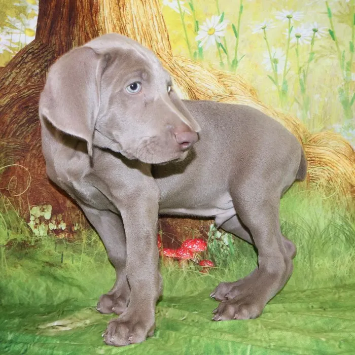 Male Weimaraner puppy named Ghost for sale at Petland Monroeville.
