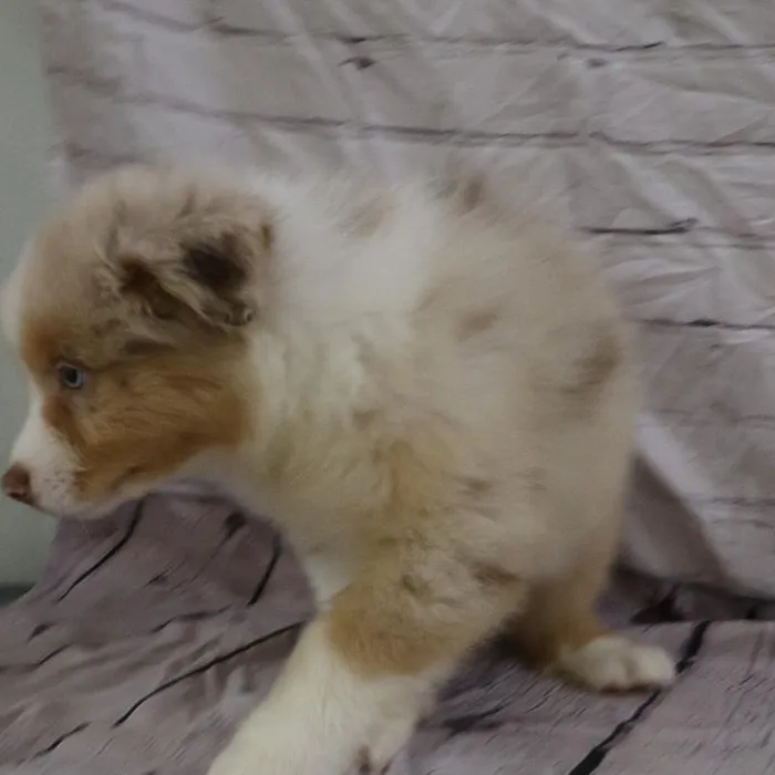 Male Australian Shepherd puppy named Kenneth for sale at Petland Monroeville.