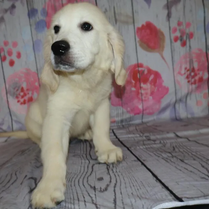 Male Golden Retriever puppy named Kevin for sale at Petland Monroeville.