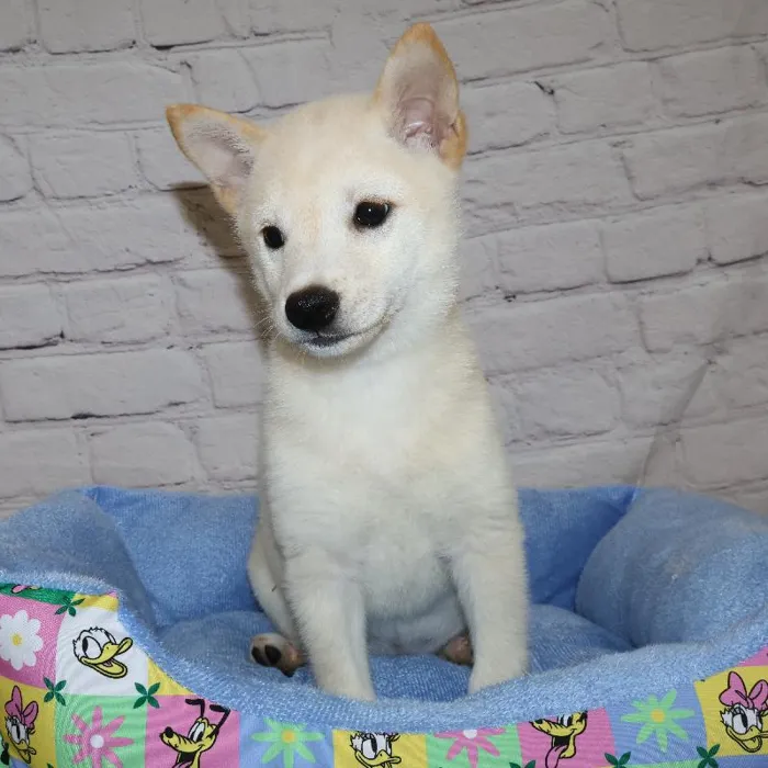 Male Shiba Inu puppy named Phillip for sale at Petland Monroeville.