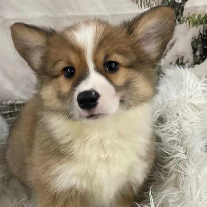 Female Pembroke Welsh Corgi puppy for sale at Petland Monroeville.
