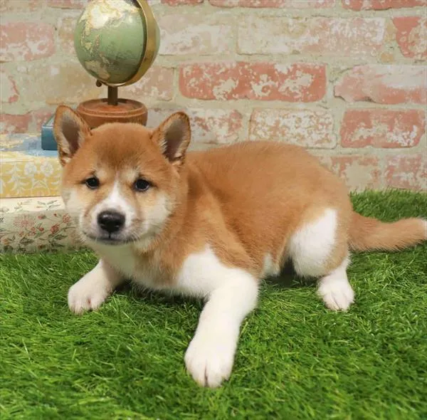 Male Shiba Inu puppy for sale at Petland Monroeville.