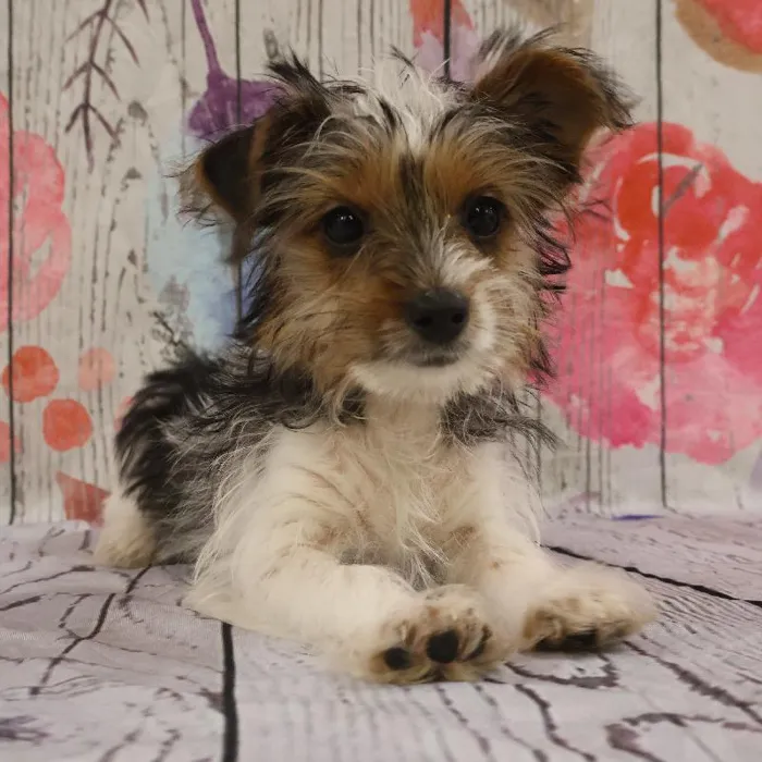Female Yorkie puppy named Kristy for sale at Petland Monroeville.