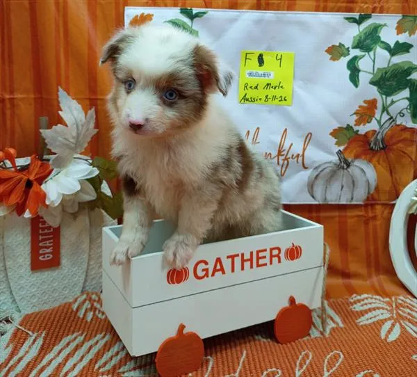 Female Miniature Australian Shepherd puppy named Alexandra for sale at Petland Monroeville.
