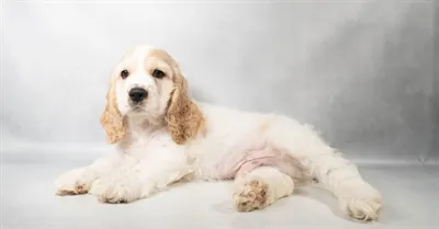 Male Cocker Spaniel puppy for sale at Petland Monroeville.