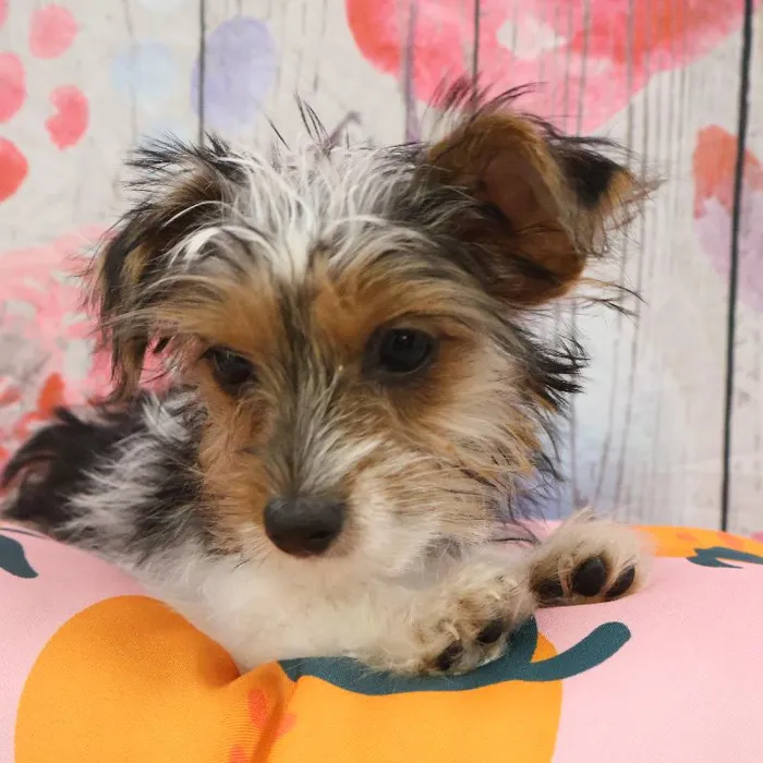 Female Yorkie puppy named Kristy for sale at Petland Monroeville.