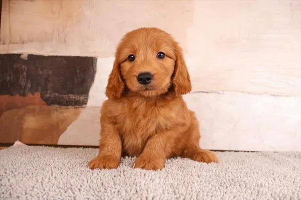 Male Mini Goldendoodle puppy for sale at Petland Monroeville.