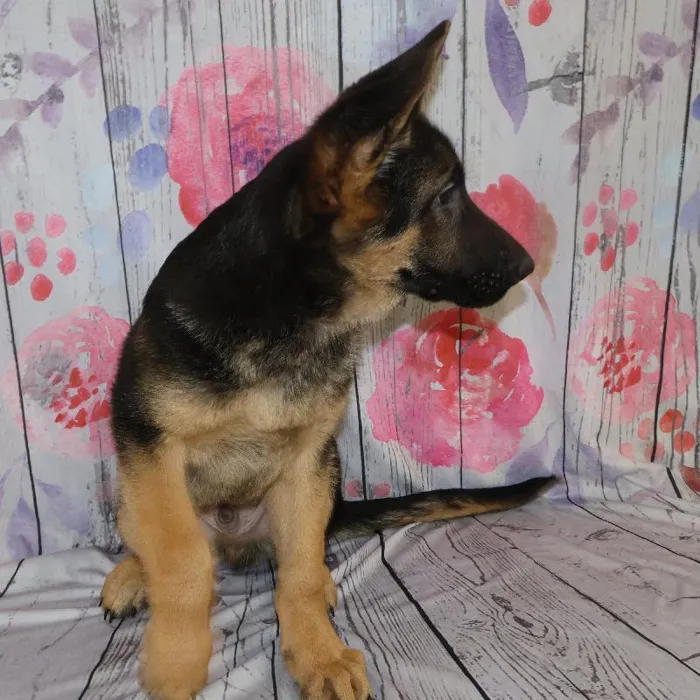 Male German Shepherd puppy named Alaric for sale at Petland Monroeville.