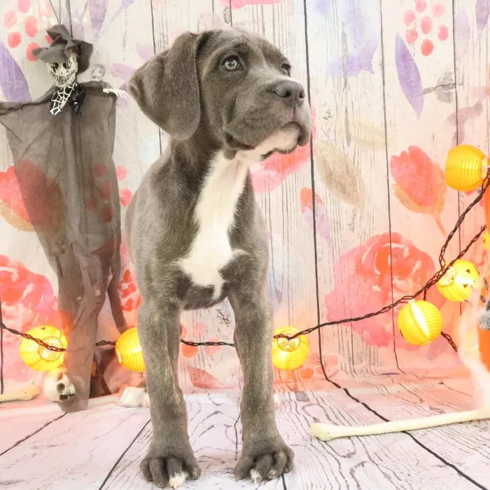 Female Cane Corso puppy named Ivette for sale at Petland Monroeville.