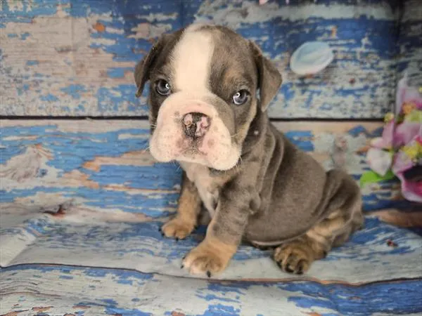 Female English Bulldog puppy named Carol for sale at Petland Monroeville.