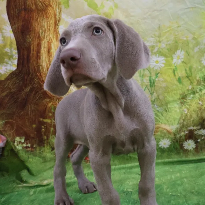 Male Weimaraner puppy named Ghost for sale at Petland Monroeville.
