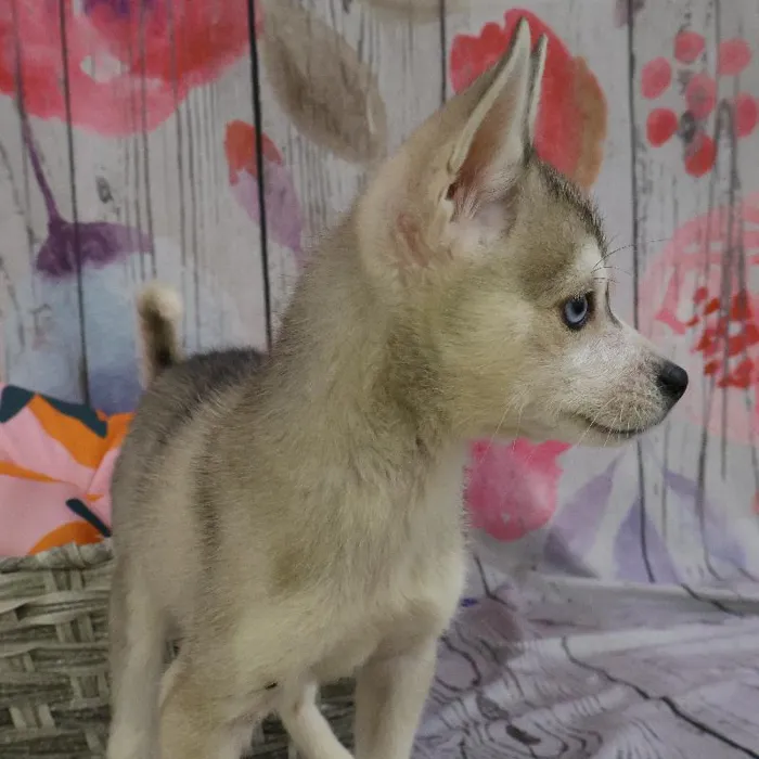 Male Alaskan Klee Kai puppy named Thomas for sale at Petland Monroeville.